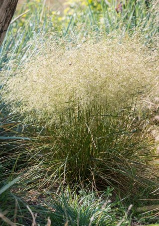 DESCHAMPSIA cespitosa Pixie Fountain 